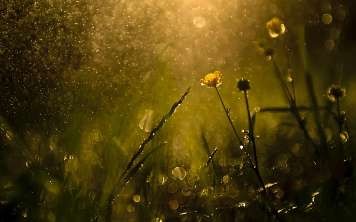 Seasonal allergic rhinitis follows the pollen calendar closely