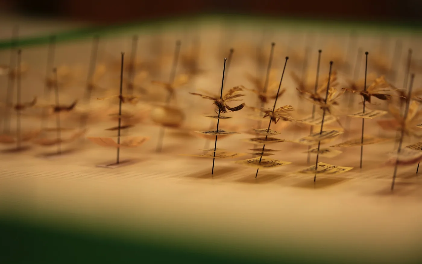 Needles placed along the back during a session