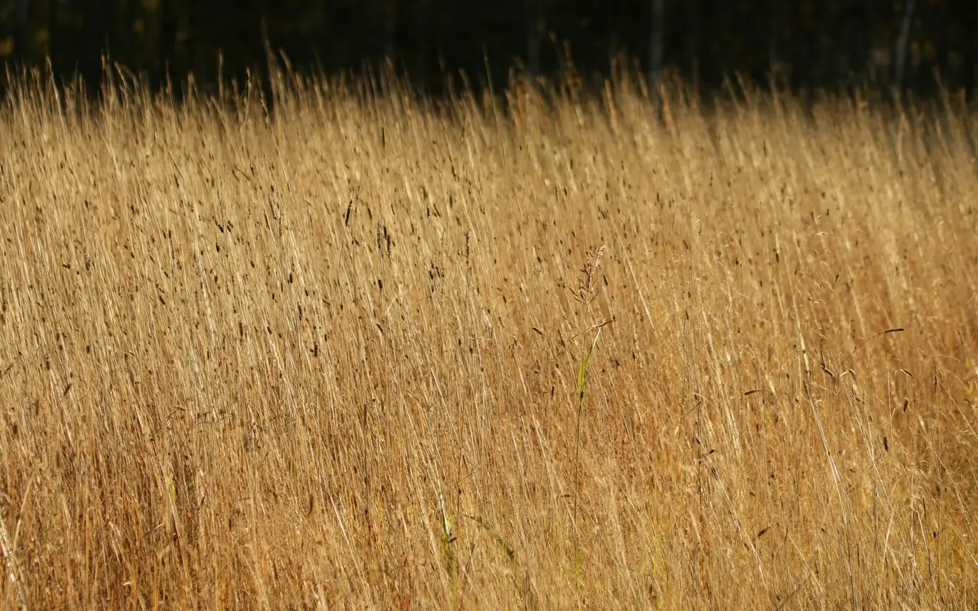 Ragweed season runs into the autumn across New England