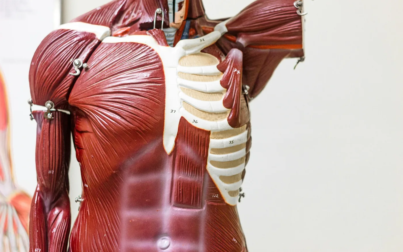 The nerves and vessels pass through a narrow space above the first rib
