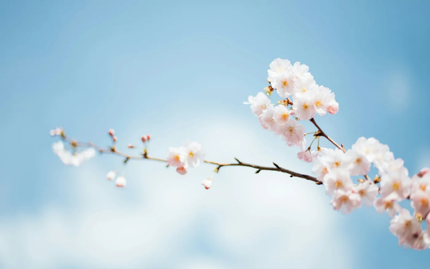 Tree pollen in spring, then grass, then ragweed into the autumn
