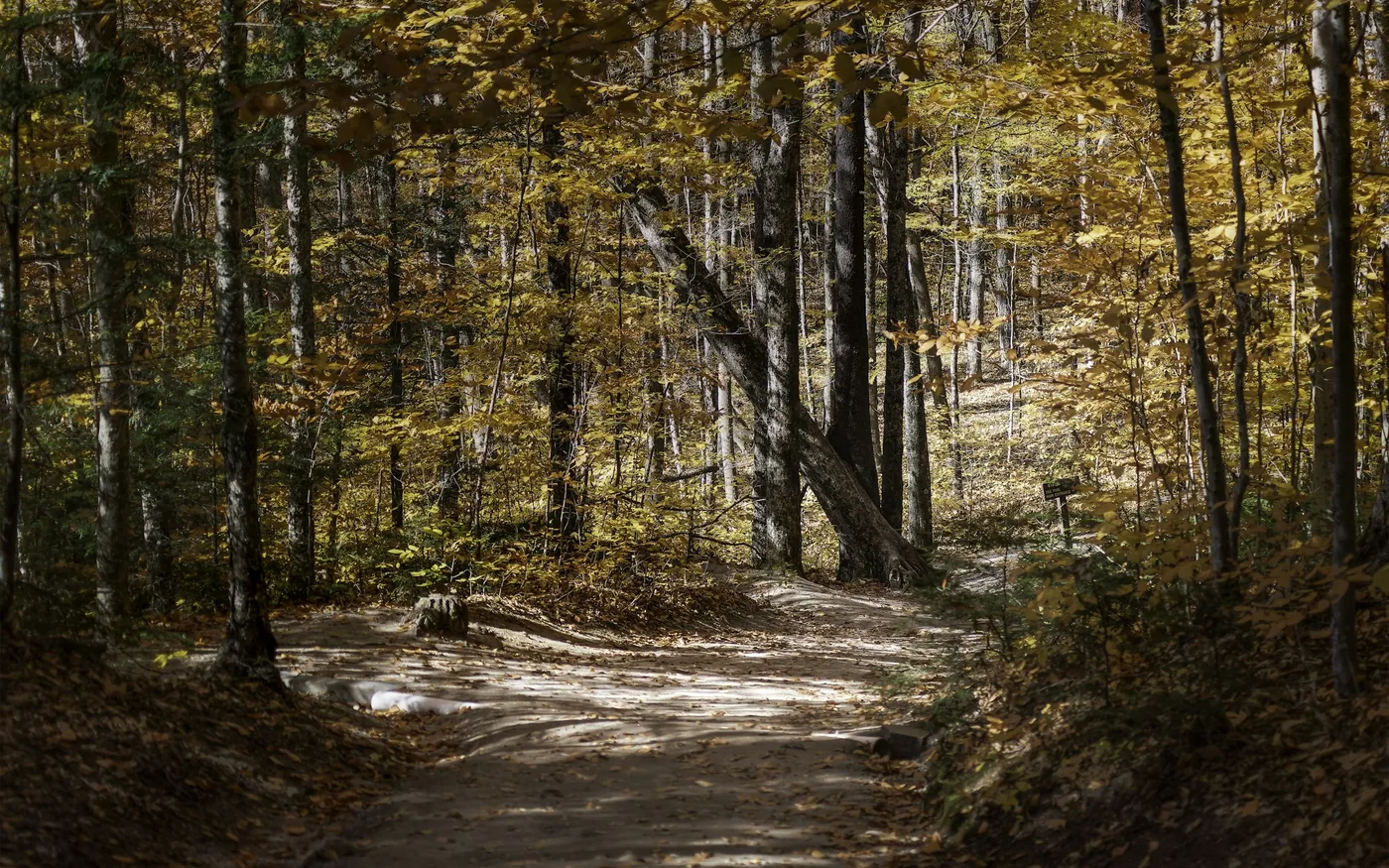 A wooded walking path on the North Shore, used alongside treatment for stress