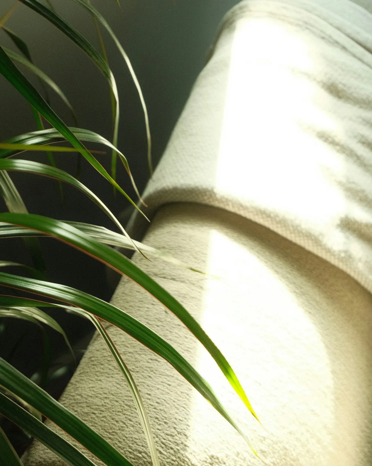 Soft green palm fronds resting against draped cream linen in warm natural light.