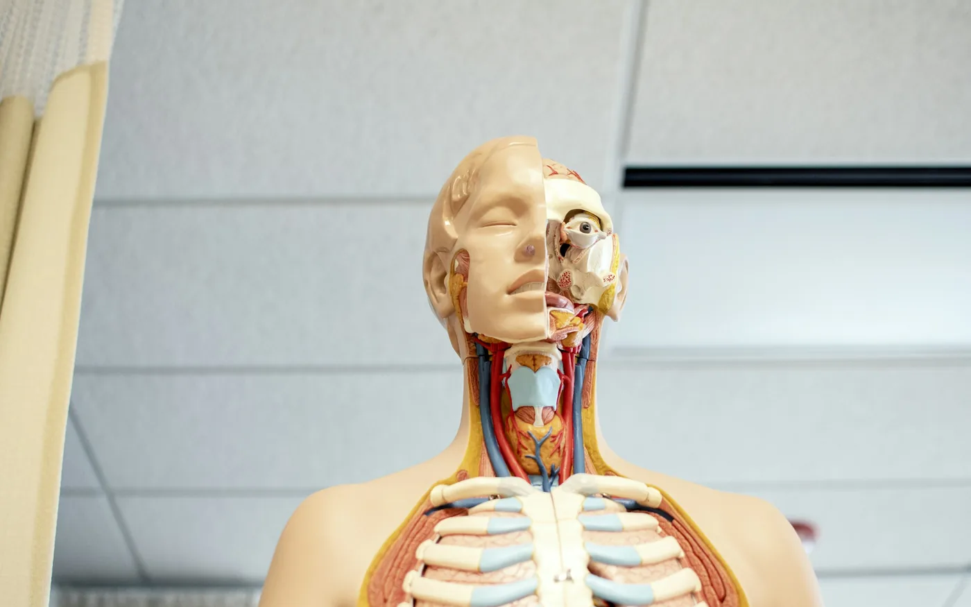 The junctions where rib cartilage meets the breastbone
